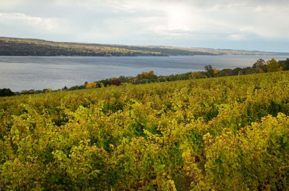 New York Riesling: Cooler than the other side of the pillow Photo credit -Decanter, Forge Cellars