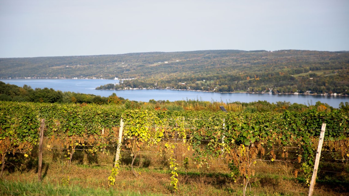 Image/Article Credit: Climate change brings challenges, and opportunities, to Finger Lakes wineries By Laura Reiley, Cornell Chronicle, Lindsay France/Cornell University Riesling grapes in mid-harvest along Keuka Lake in what looks to be an excellent year for New York state wineries.