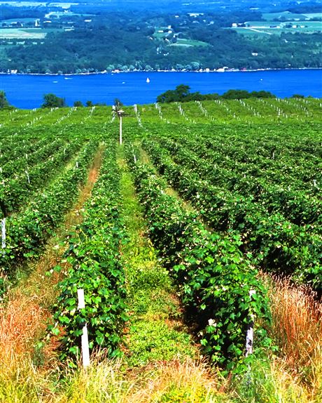 Photo/Article Credit: Dave DeSimone For the Post-Gazette, How a Ukrainian scientist created the European-style wines that made the Finger Lakes famous, Shutterstock image